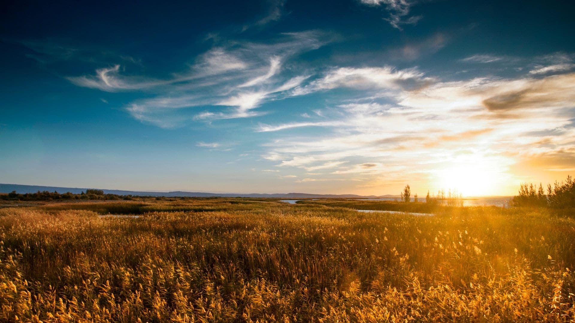 large area of grassy lands